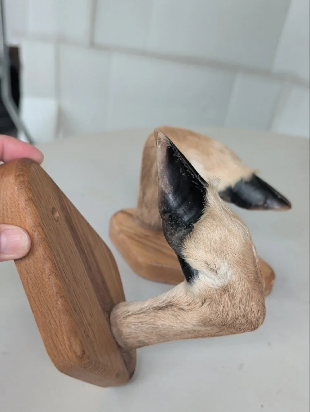 Taxidermy 2 Deer Hooves Wall Hooks Or Rack Brown & Black Office Man Cave
